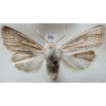 Orthosia gracilis (Denis & Schiffermüller, 1775) Czech9b